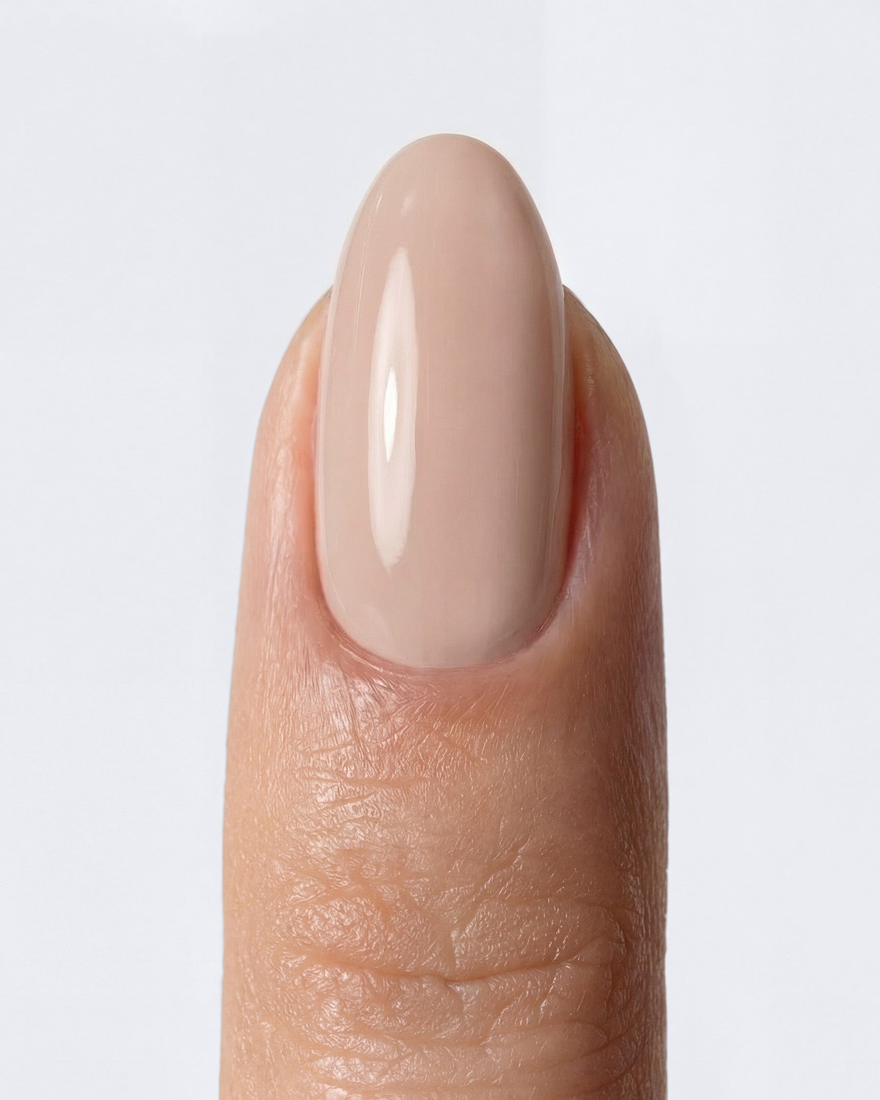 Shellac Pale Dogwood